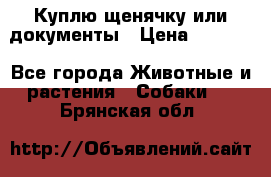 Куплю щенячку или документы › Цена ­ 3 000 - Все города Животные и растения » Собаки   . Брянская обл.